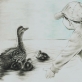 Boy and Ducks